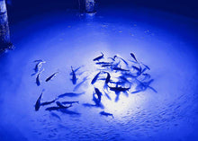 Load image into Gallery viewer, The Best Underwater LED Lighting System -Apollo Single-Color Multiple Color options and Lengths - Yadget