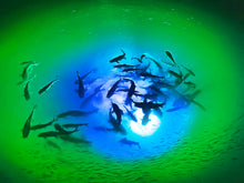 Load image into Gallery viewer, The Best Underwater LED Lighting System - IRIS Mega-Watt -Dual Color Lights and Multiple Lengths - Yadget
