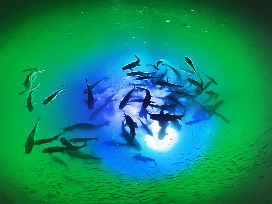 The Best Underwater LED Lighting System - IRIS Mega-Watt -Dual Color Lights and Multiple Lengths - Yadget