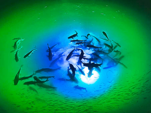 The Best Underwater LED Lighting System - IRIS Mega-Watt -Dual Color Lights and Multiple Lengths - Yadget
